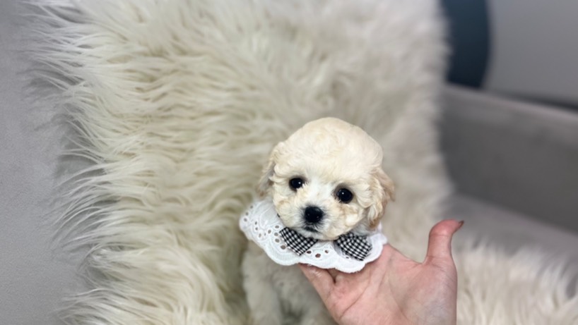 ちゃちゃはうすの子犬